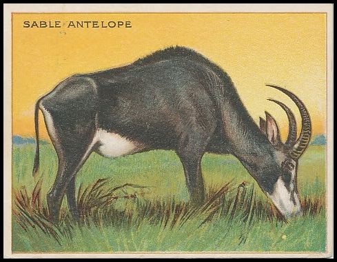 63 Sable Antelope